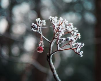 Close-up of frozen plant