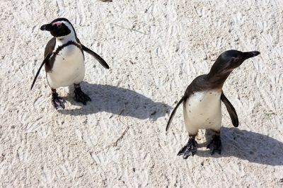 High angle view of penguins on sand