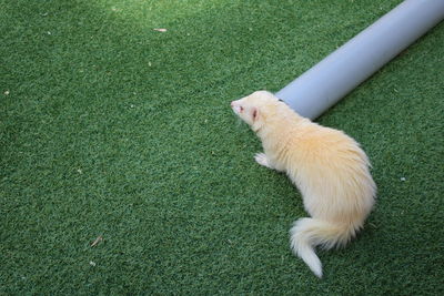 High angle view of cat on field