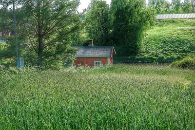 Trees on grassy field