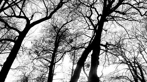 Low angle view of bare trees against sky