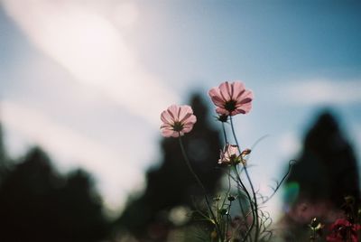 Close-up of flower against sky