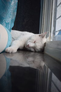 Cat sleeping on window at home