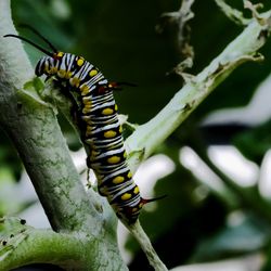 Close-up of caterpillar on branch