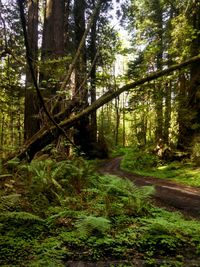 Trees in forest