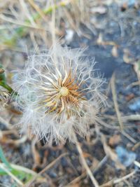 Close-up of dandelion