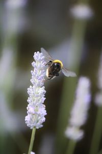 Close-up of bee on purple flower