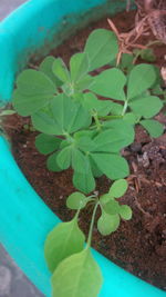 High angle view of potted plant