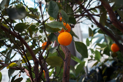 Small orange growing on a tree in a greenhouse