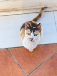 High angle portrait of cat on floor