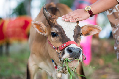 Close-up of hand holding cow outdoors