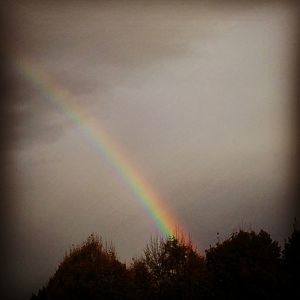 Rainbow over trees