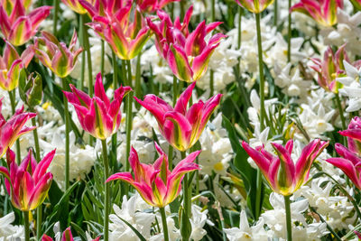 Close-up of pink flowering plants on field