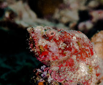 Close-up of stone fish in sea