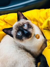 Close-up portrait of a cat