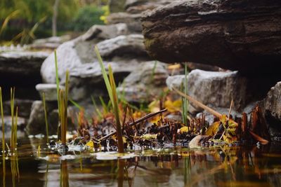Reflection of trees in water