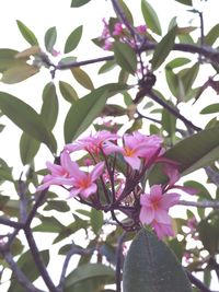 Close-up of pink flowers blooming outdoors