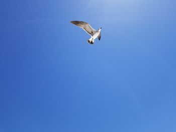 Low angle view of bird flying against clear sky