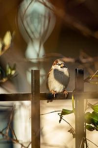 Close-up of bird perching on metal railing