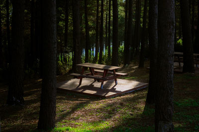 Empty bench amidst trees in forest