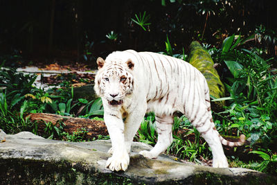 White horse in a zoo