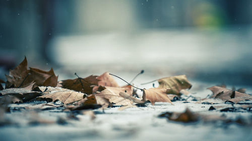 Close-up of dry leaves on snow covered land