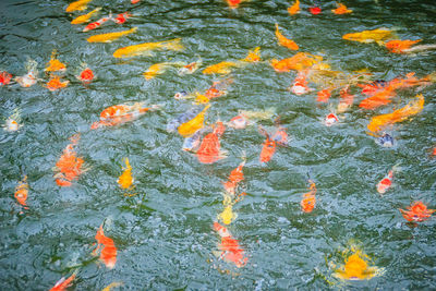 High angle view of koi carps swimming in lake