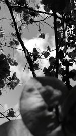 Close-up of tree against sky