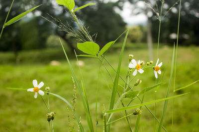 Close-up of flowers growing in field