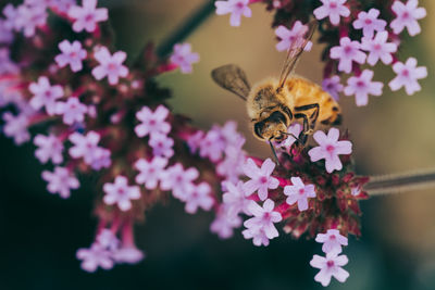 Bee pollinating on pink flower