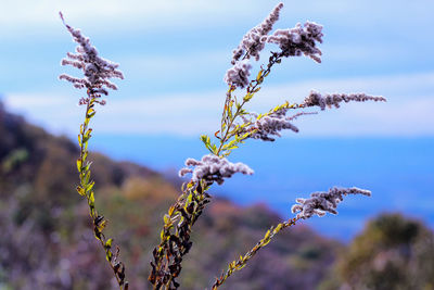 Close-up of wilted plant