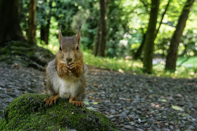 Squirrel sitting in a forest