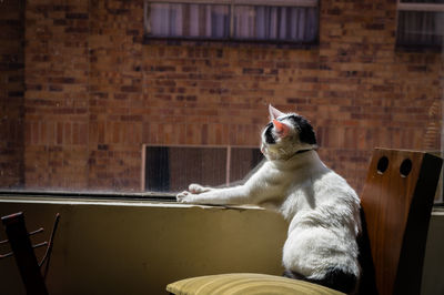 Cat sitting on chair