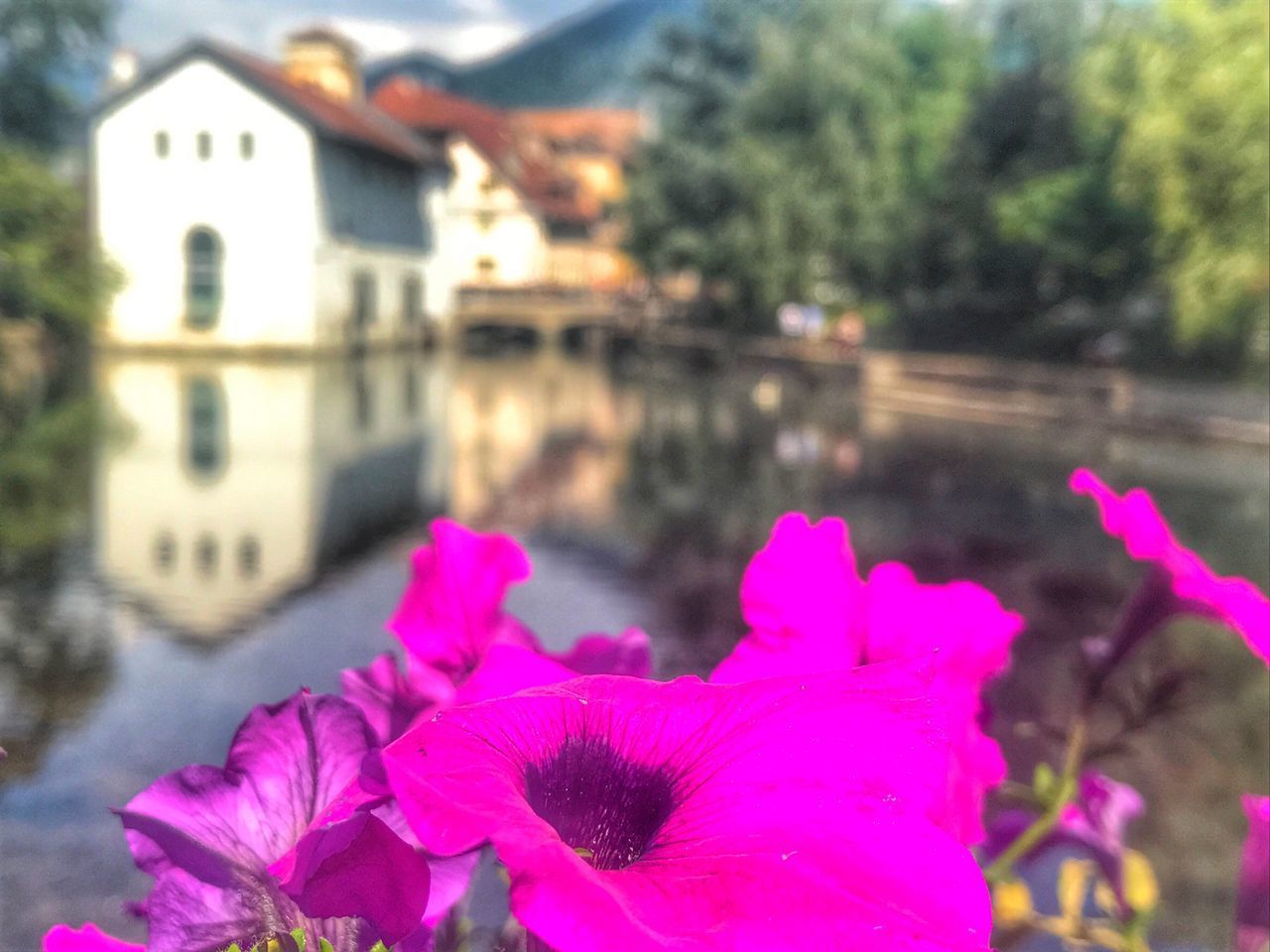 CLOSE-UP OF PINK FLOWERS BLOOMING AGAINST WATER