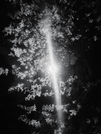 Low angle view of trees against sky at night