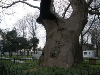 Trees on field