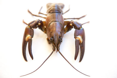 Close-up of insect on white background