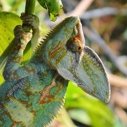 Close-up of chameleon on plant outdoors