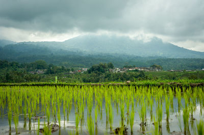 Scenic view of agricultural landscape against sky