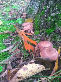 High angle view of mushrooms growing on field