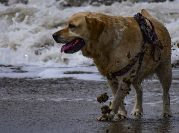 Dog standing on beach