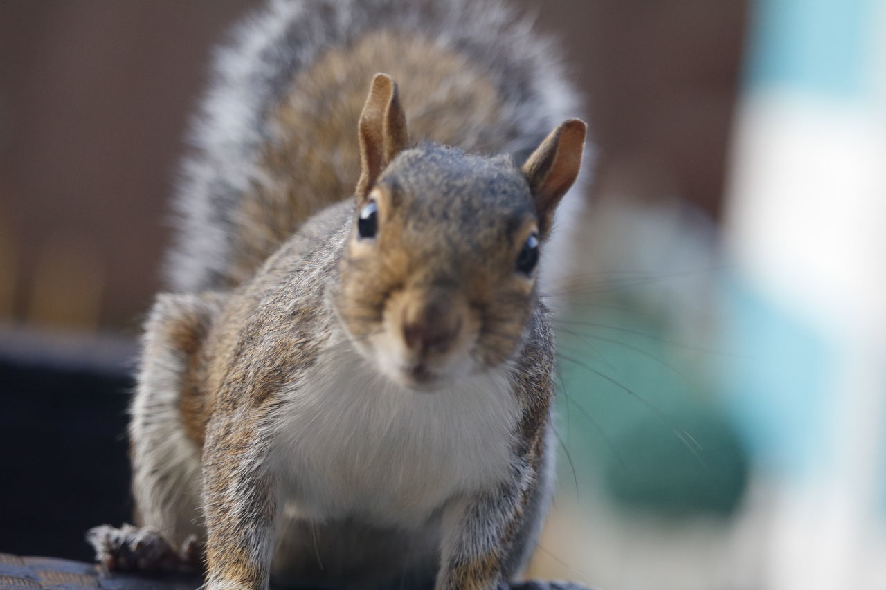 CLOSE-UP PORTRAIT OF A SQUIRREL