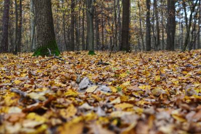 Fallen leaves in forest during autumn