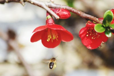 Close-up of red flower