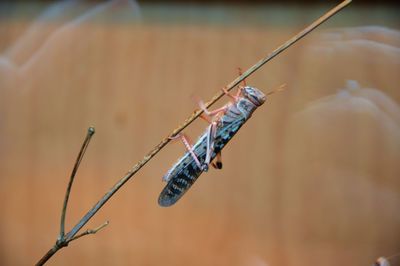 Close-up of insect