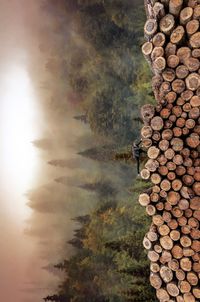 Tilt image of man on woodpile in forest during foggy weather