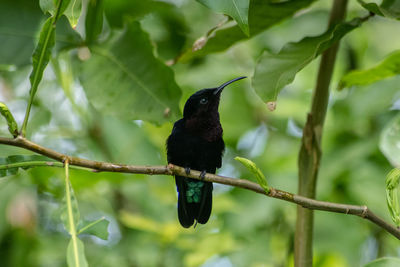 Bird perching on a branch