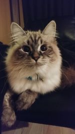 Close-up portrait of cat sitting at home