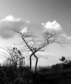 Bare tree on landscape against sky