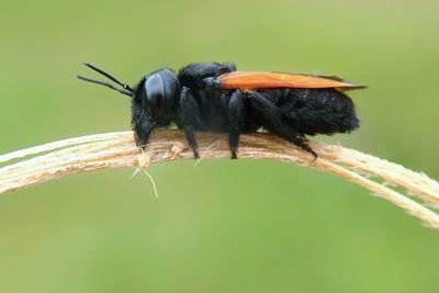 Close-up of insect